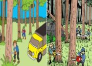 Direktur PT BMC Ditangkap Terkait Kayu Ilegal Papua, DPN FAMI Kantongi Daftar Perusahaan Pelanggar Hukum